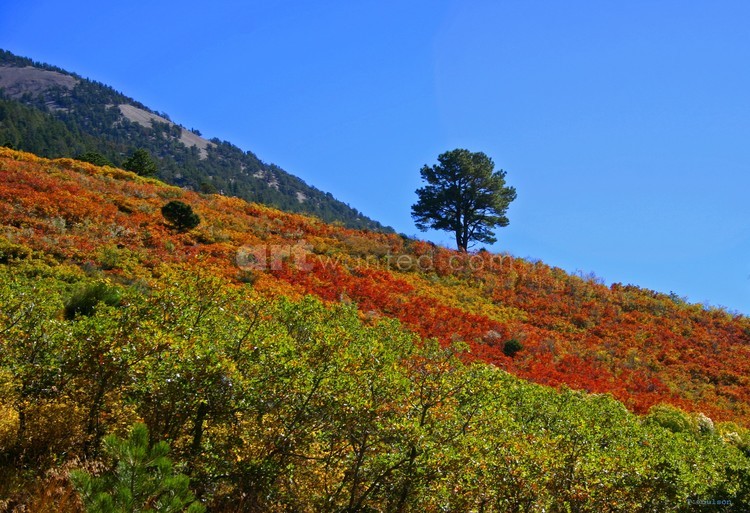 Lone Tree