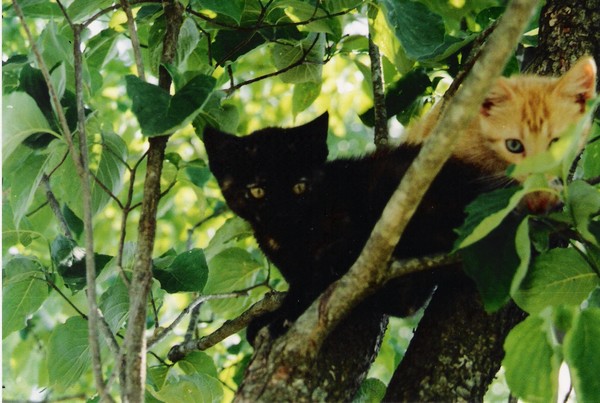 Peek - A - Boo Kittys