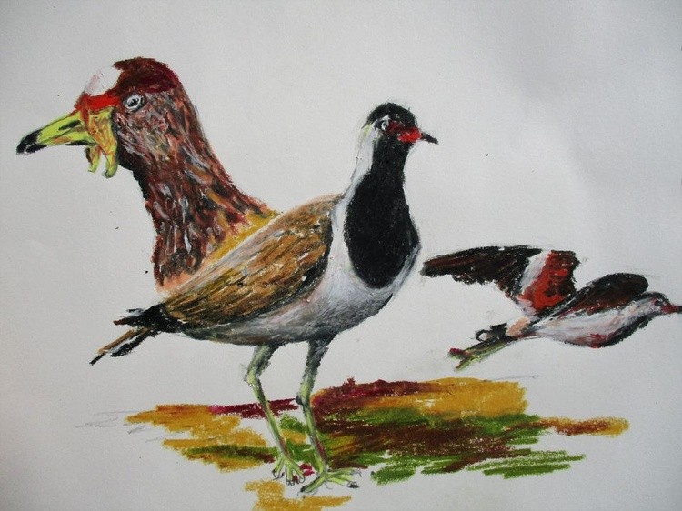 lapwings
