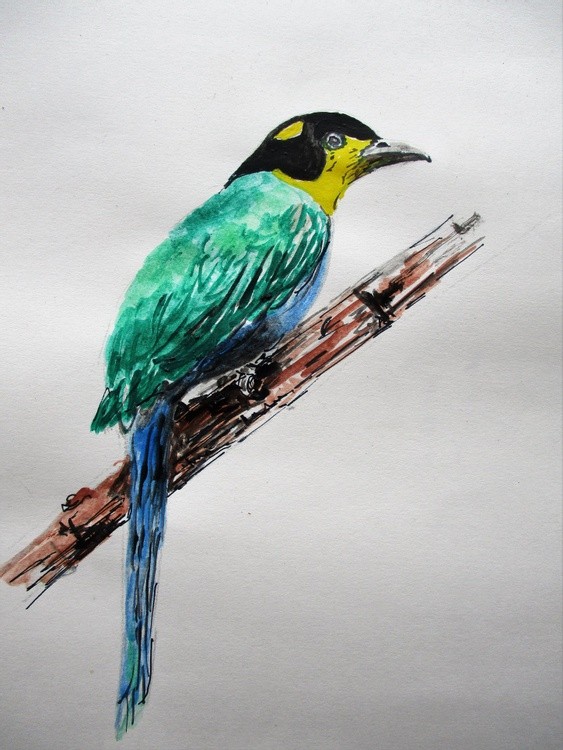 Long-tailed broadbill (Psarisomus dalhousiae)