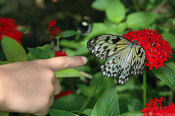 Look its a Butterfly