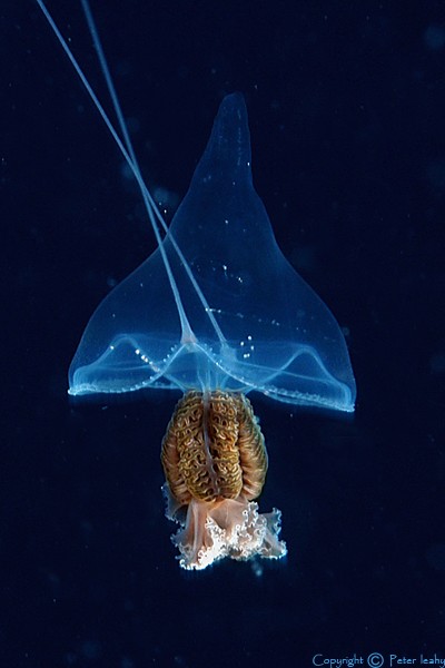 Parachute or Witch's Hat