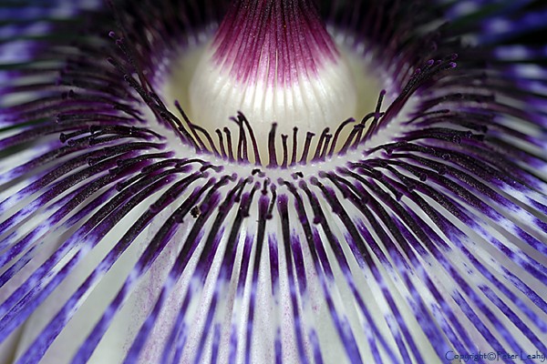 Passiflora