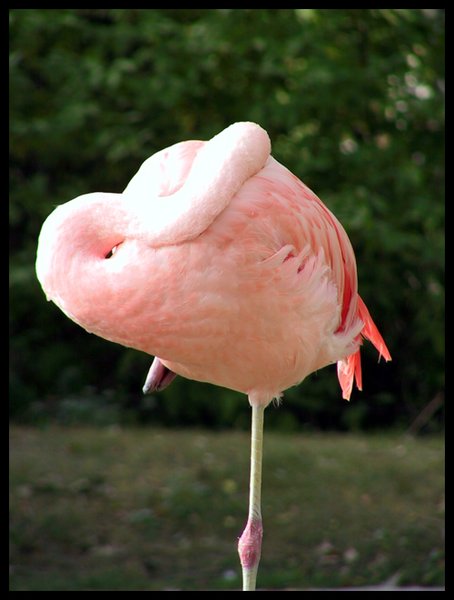 Pretty In Pink