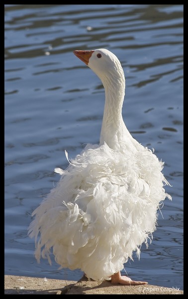 Bad Hair Day