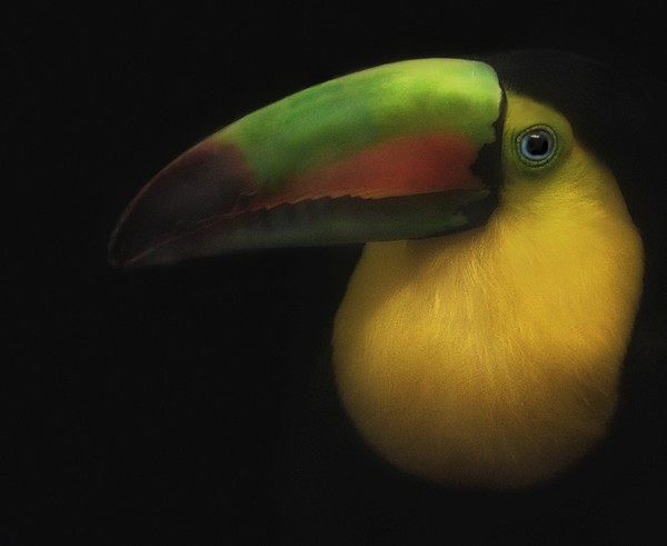 Toucan
