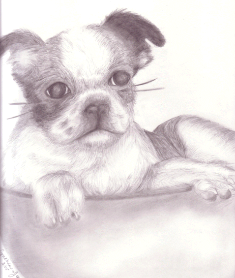 Boston Terrier