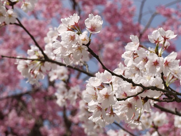 Sample flowers