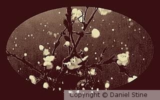 Snow birds