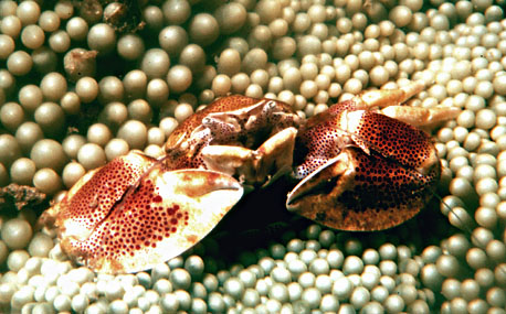 Porcelain Crab
