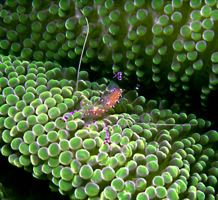 Anemone Shrimp 2