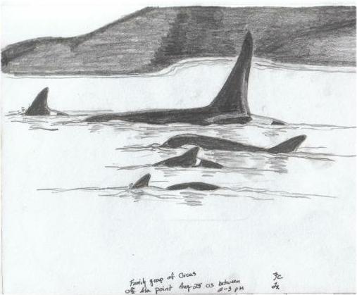 Orca Whales