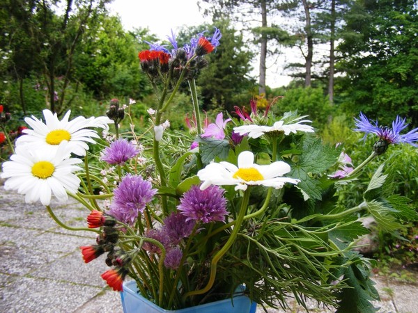Flowers from the Field