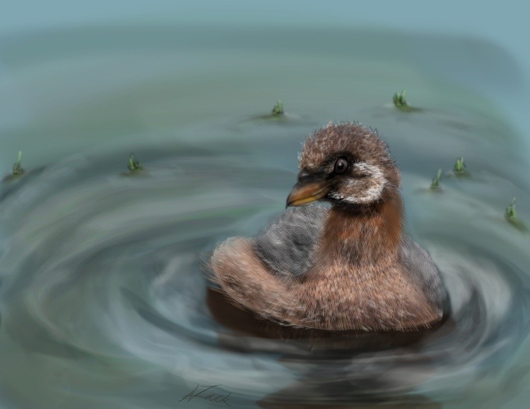 Grebe