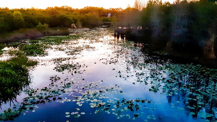 Quiet pond