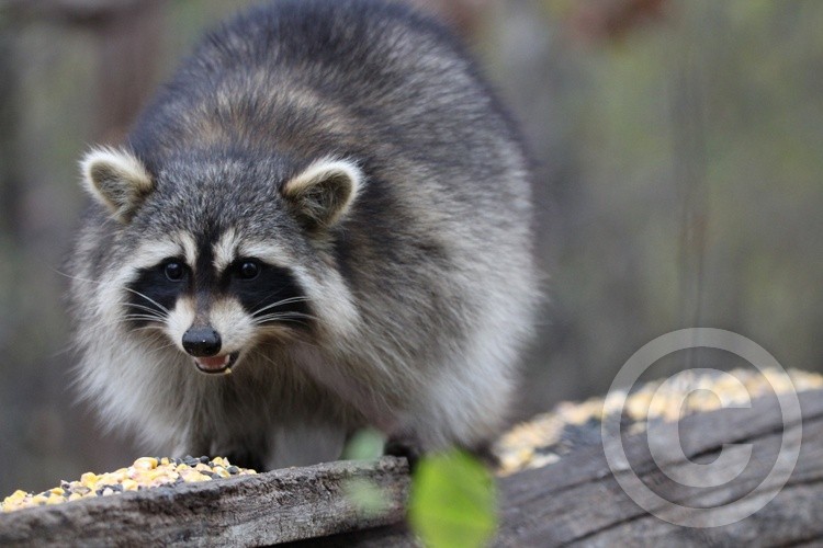 Raccoon
