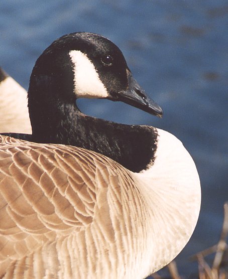 Canadian Goose