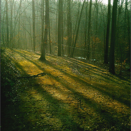 moss and  the early morning light