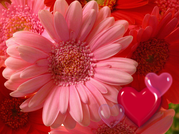Have a Happy Valentine's Day!