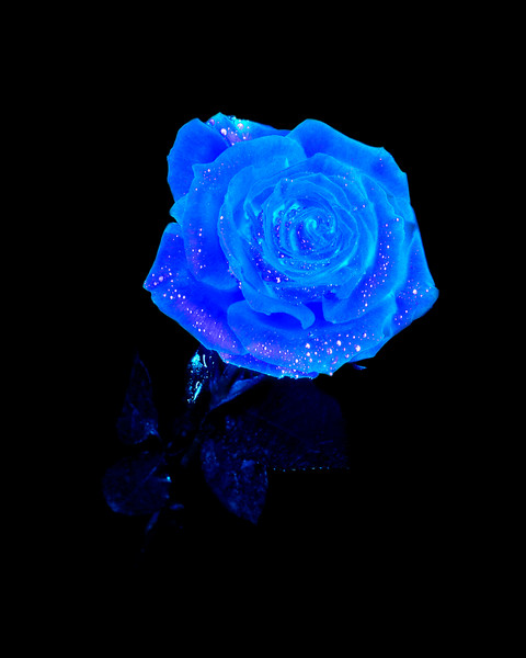 Ice Rose