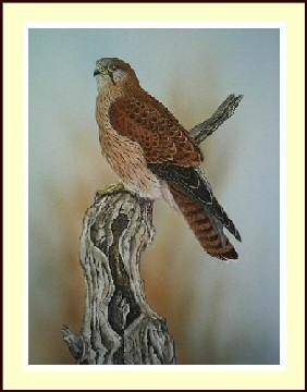 Nankeen Kestrel (female)
