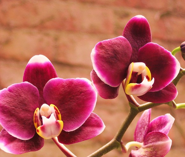 phaleanopsis 2 Cow