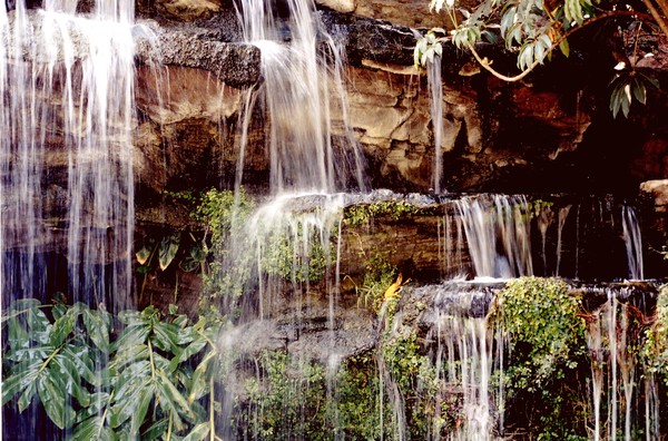 Nature's Shower