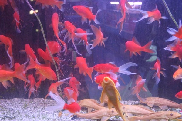Gold Fish