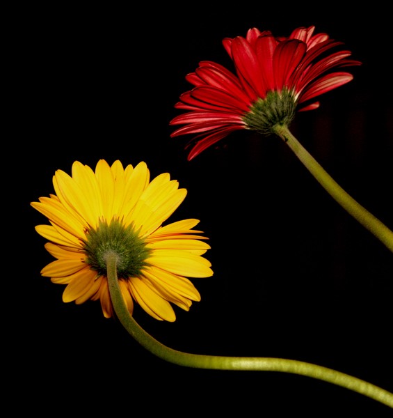 Two Gerbera Daisies
