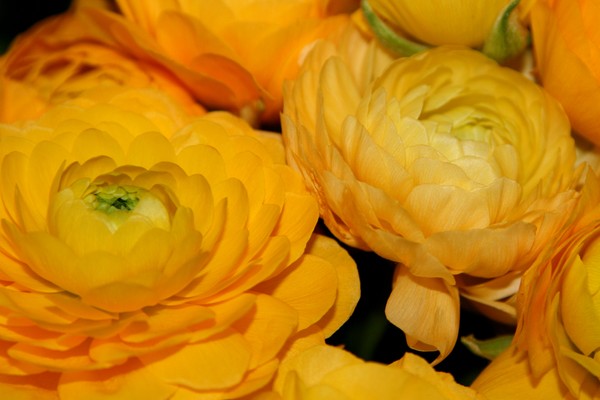 Yellow Buttercups for You