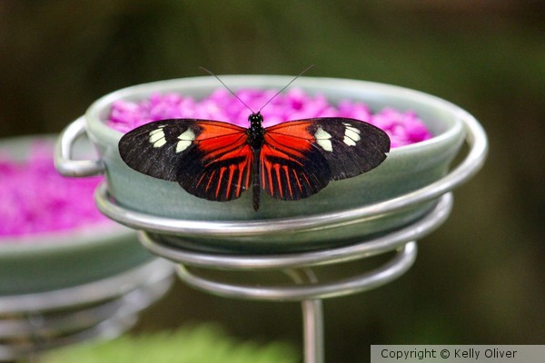 Small Postman Butterfly