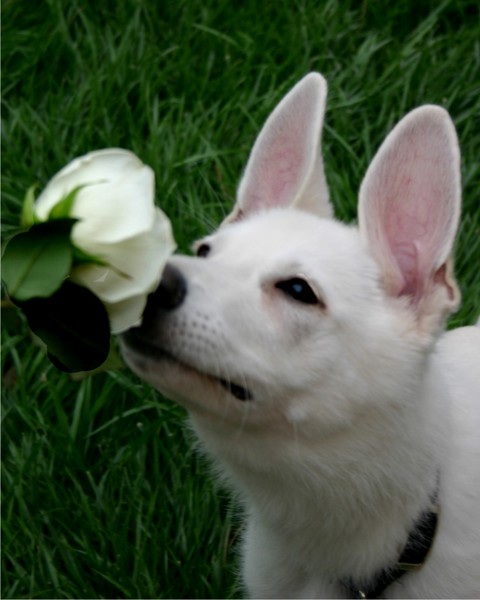 Smell the Roses
