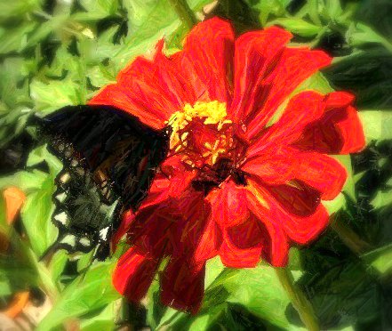 Zinnia and Butterfly