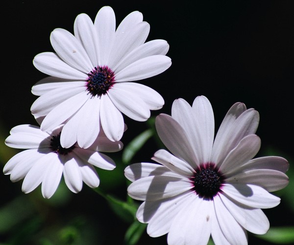White is Pure!