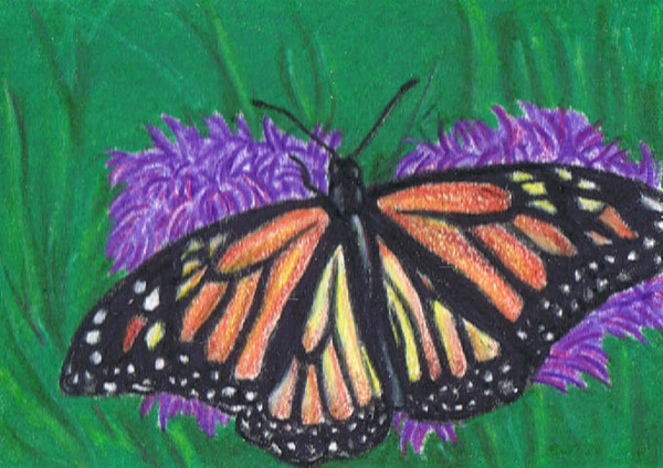 Monarch Dreams