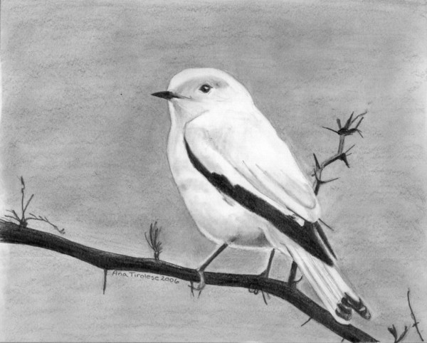 White Monjita (Little Nun)