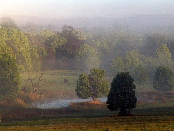 Morning Fog