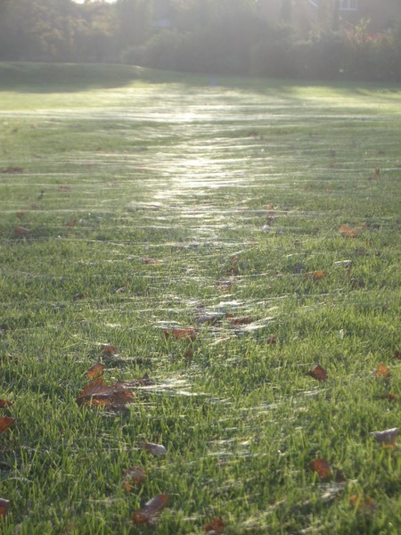 early morning