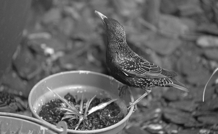 Potting Around