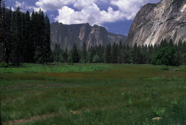 Cooke's Meadow -Yosemite N.P