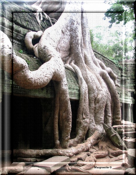 Roots
