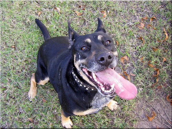 Check My Tongue..A Doggie Tale