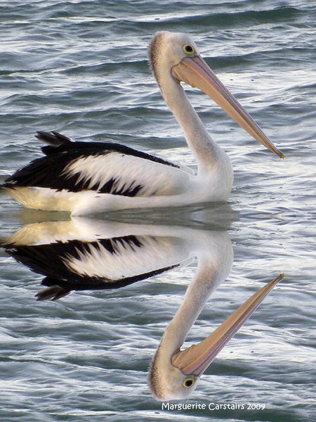 Pelican