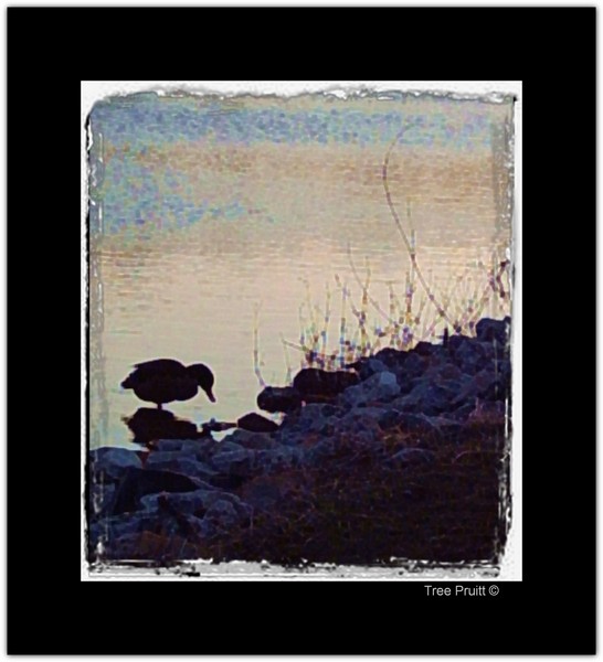 Drake at Dusk 2