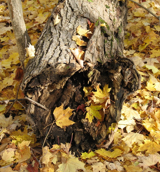 Late Fall
