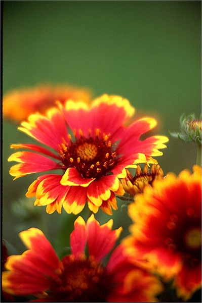 INDIAN BLANKET