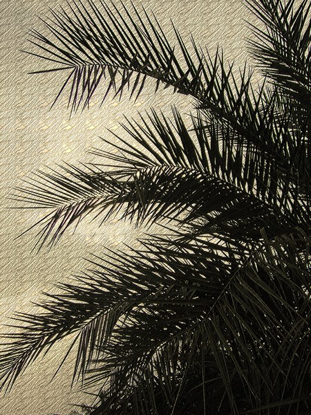 Date Palm Fronds