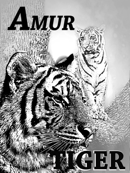 Tigers from the Zoo