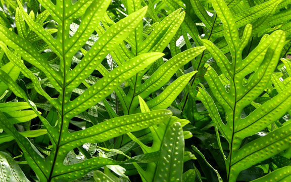 Ferns