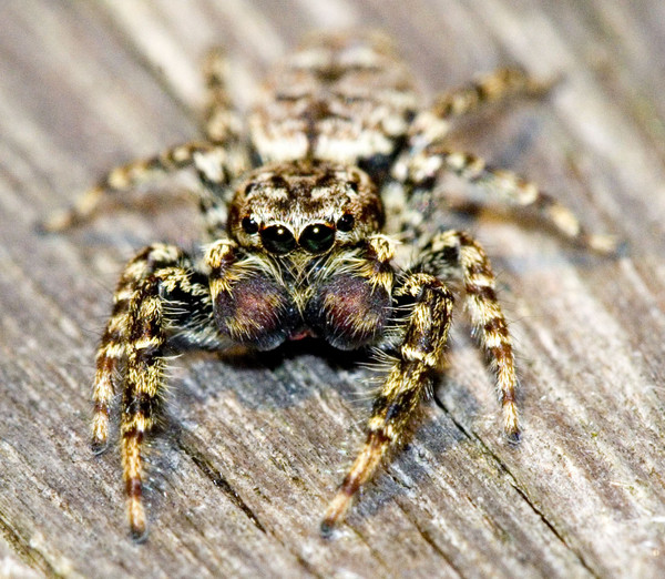 Spider